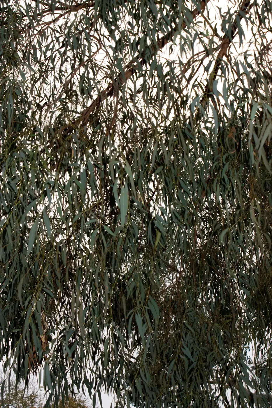 Hojas de eucalipto, frescura natural
